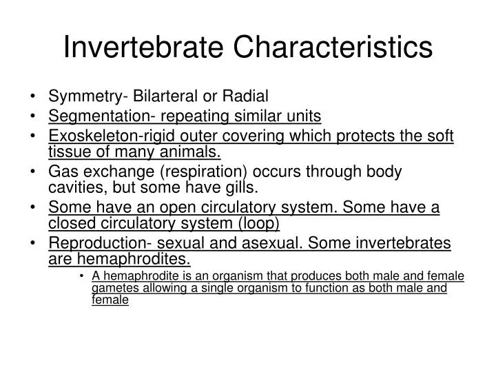 invertebrate characteristics