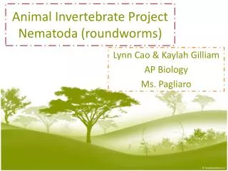 Animal Invertebrate Project Nematoda ( roundworms )