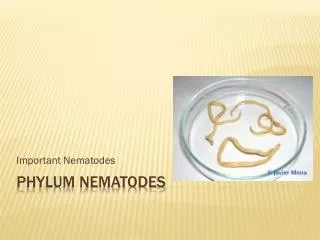 Phylum nematodes