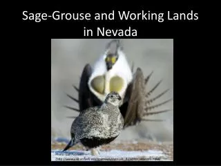 Sage-Grouse and Working Lands in Nevada