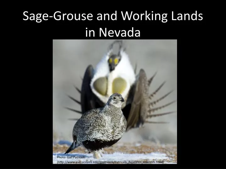 sage grouse and working lands in nevada