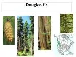 Douglas-fir - slide 1