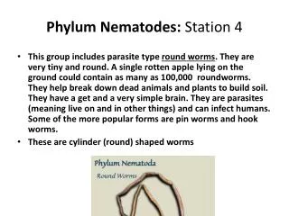 Phylum Nematodes: Station 4