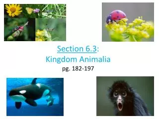 Section 6.3 : Kingdom Animalia pg. 182-197