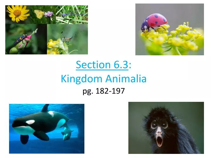 section 6 3 kingdom animalia pg 182 197