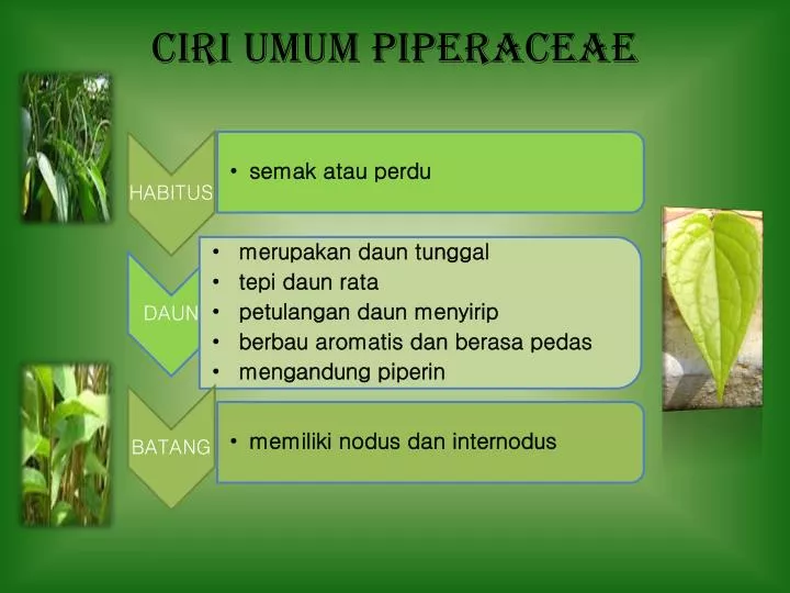 ciri umum piperaceae