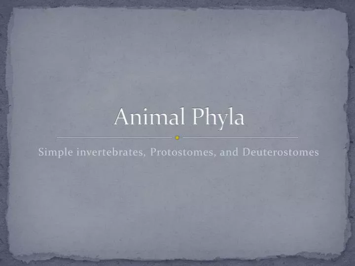 animal phyla