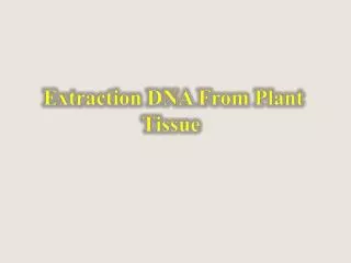 Extraction DNA From Plant Tissue