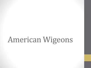 American Wigeons