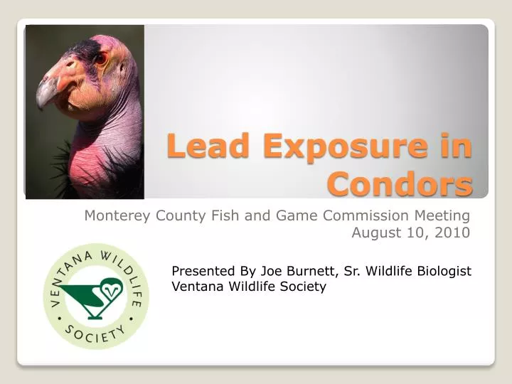 lead exposure in condors