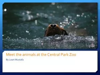 Meet the animals at the Central Park Zoo