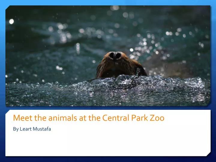 meet the animals at the central park zoo