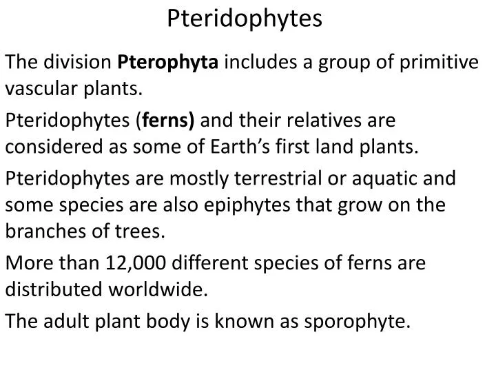 pteridophytes