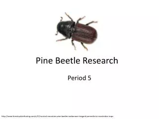 Pine Beetle Research