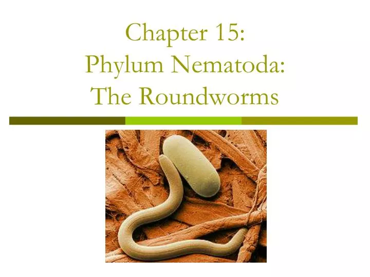 chapter 15 phylum nematoda the roundworms