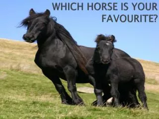 WHICH HORSE IS YOUR FAVOURITE?