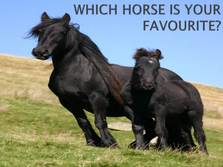 which horse is your favourite