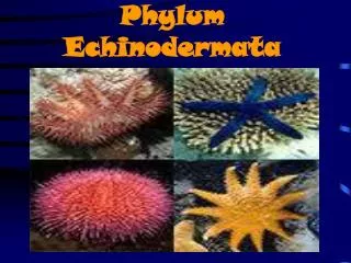 Phylum Echinodermata