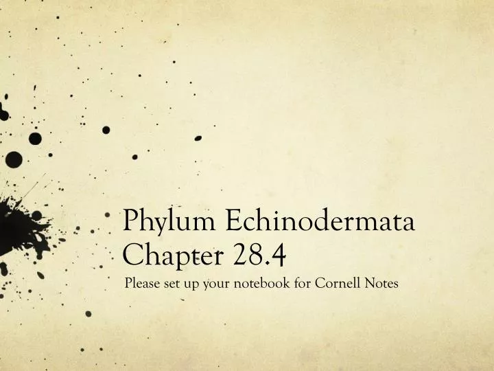 phylum echinodermata chapter 28 4