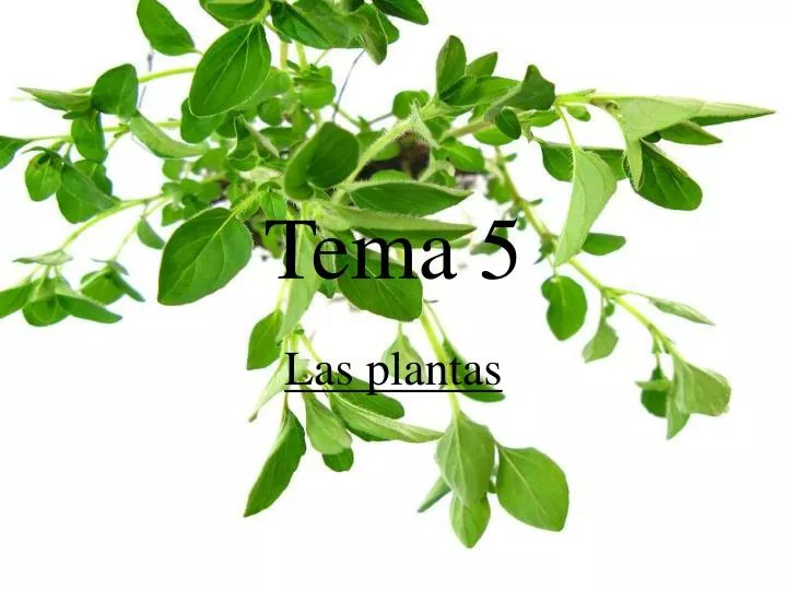 tema 5