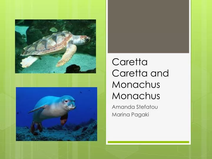 caretta caretta and monachus monachus