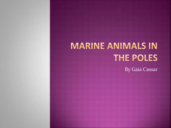 marine animals in the poles