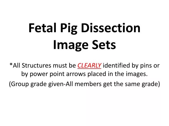 fetal pig dissection image sets