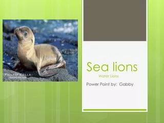 Sea lions Water Lions