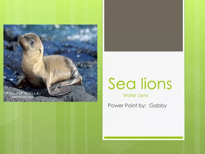 sea lions water lions