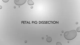 Fetal pig dissection