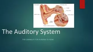 The Auditory System