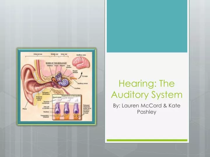 hearing the auditory system