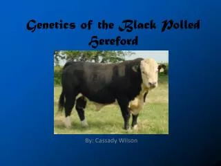Genetics of the Black Polled Hereford
