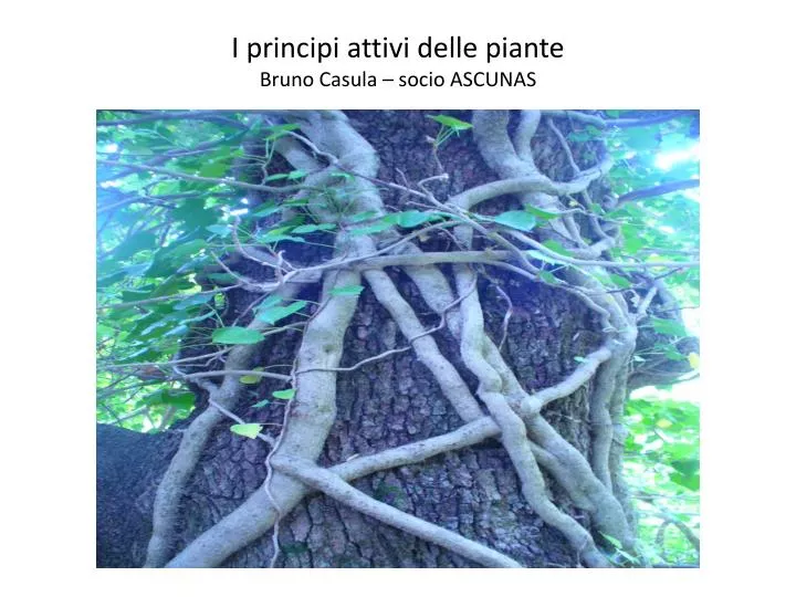 i principi attivi delle piante bruno casula socio ascunas