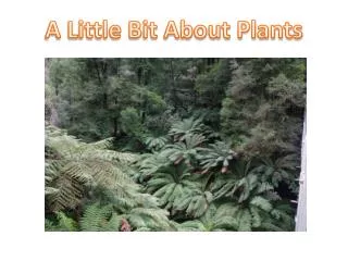 A Little Bit About Plants