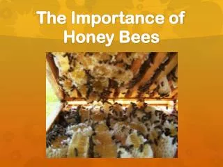 the importance of honey bees