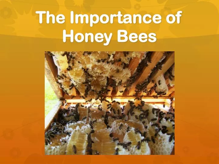 the importance of honey bees
