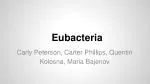 Eubacteria - slide 1