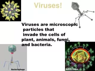 Viruses!