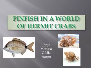 PINFISH IN A WORLD OF HERMIT CRABS