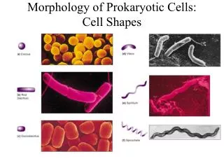 Morphology of Prokaryotic Cells: Cell Shapes