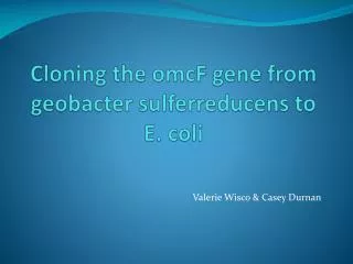 Cloning the omcF gene from geobacter sulferreducens to E. coli
