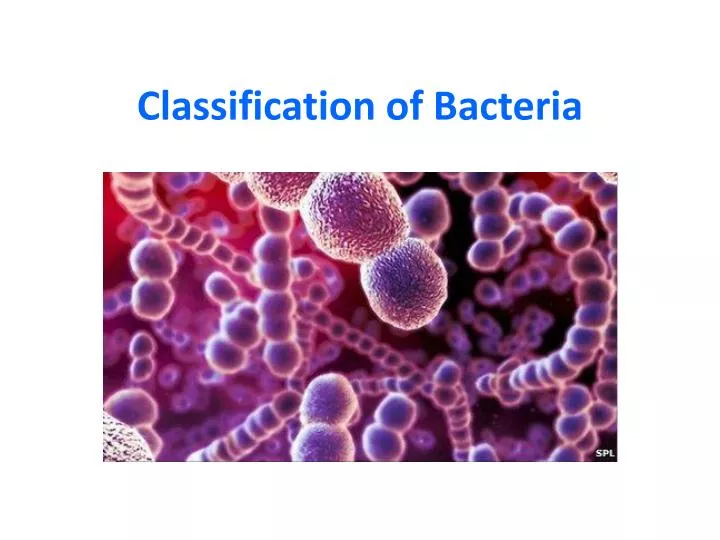 classification of bacteria