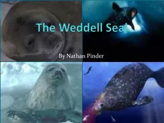 The Weddell Seal