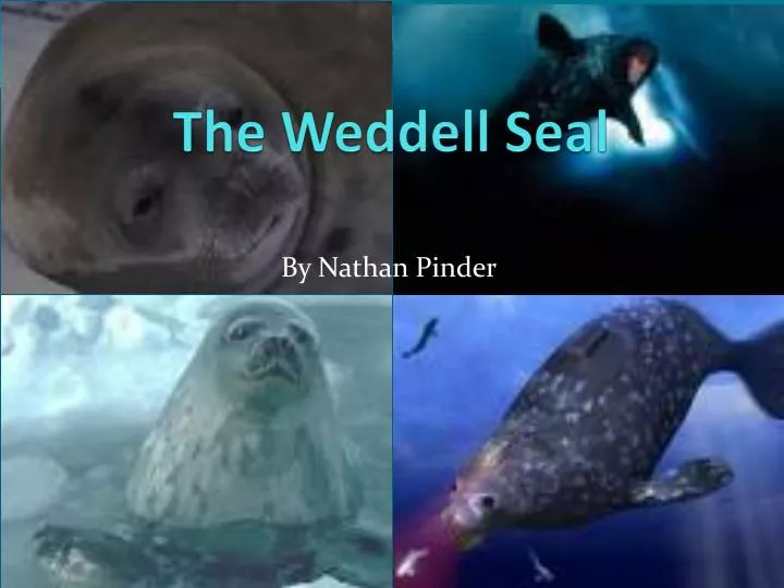 the weddell seal