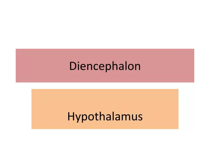 diencephalon