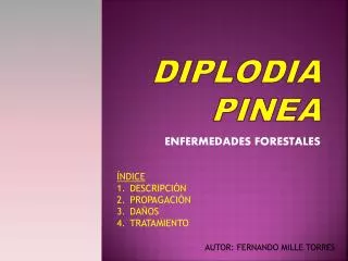 diplodia pinea