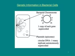 Genetic Information in Bacterial Cells