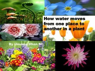 How water moves from one place to another in a plant