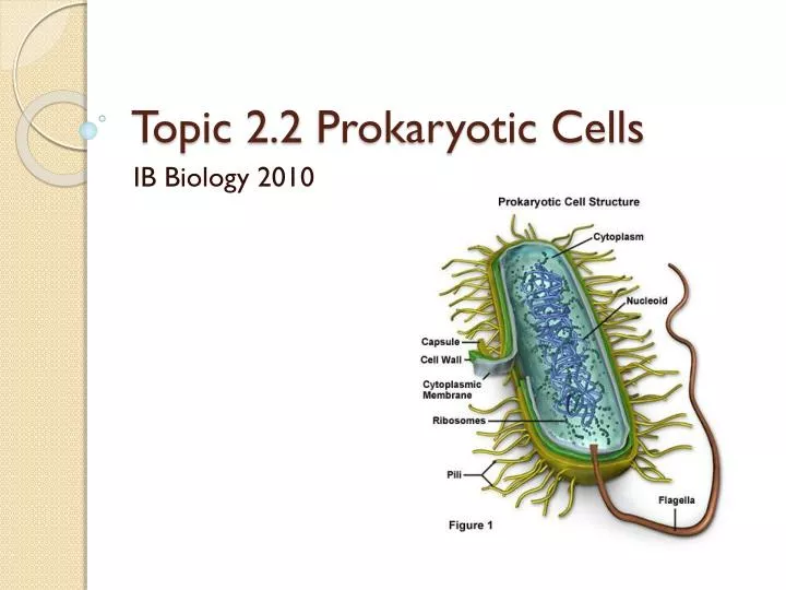topic 2 2 prokaryotic cells